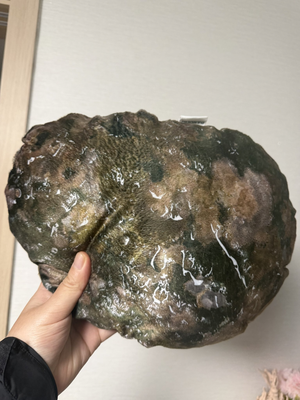 “미끌미끌하고 비린내 날 듯”…실물이랑 똑같은 ‘전복쿠션’ 어디서 받나