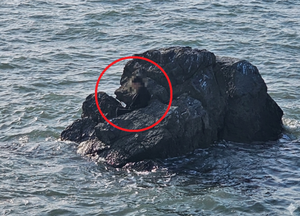 60대女 눈떠보니 ‘소름’…대부도 갯바위서 잠들다 밀물에 고립, 결국