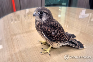 “이래 봬도 맹금류!”…상점 들어온 황조롱이, 119소방대 구조