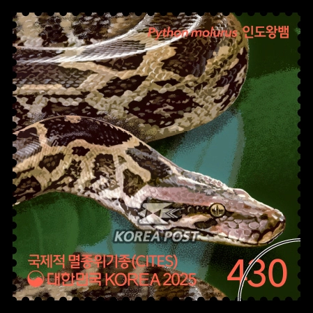국제적 멸종위기종(CITES) - 인도왕뱀 . 우본 제공
