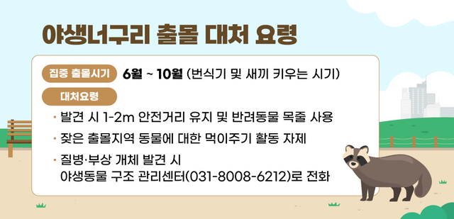 잦아진 야생너구리 출몰