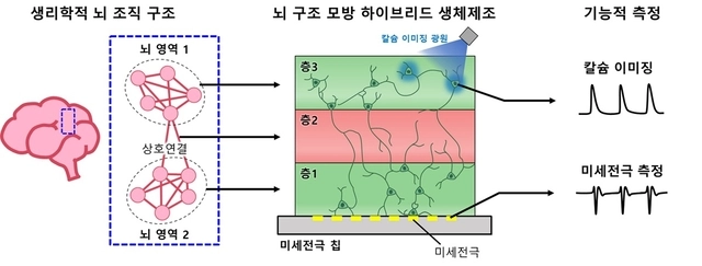 KAIST가 개발한 3D 뇌 모사 통합 플랫폼 개념도.
KAIST 제공