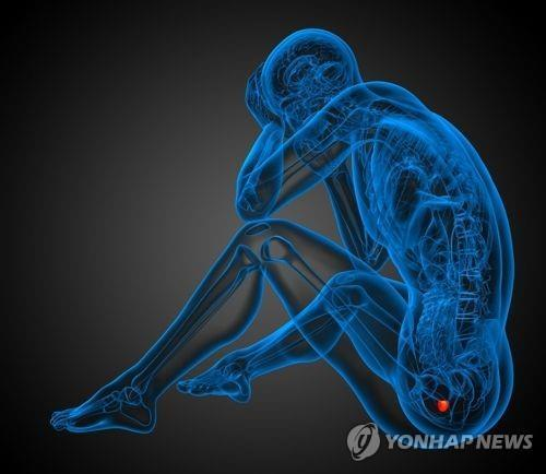 전립선 사진. 사진 연합뉴스.