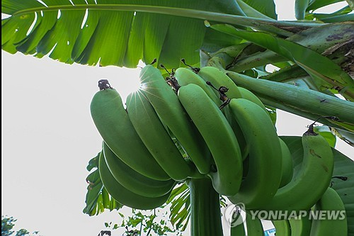 연일 무더위가 이어지고 있는 29일 서울 노원구 천수주말농장 녹색어울림 교육장에 열대과일인 바나나가 열려있다.  [연합뉴스]