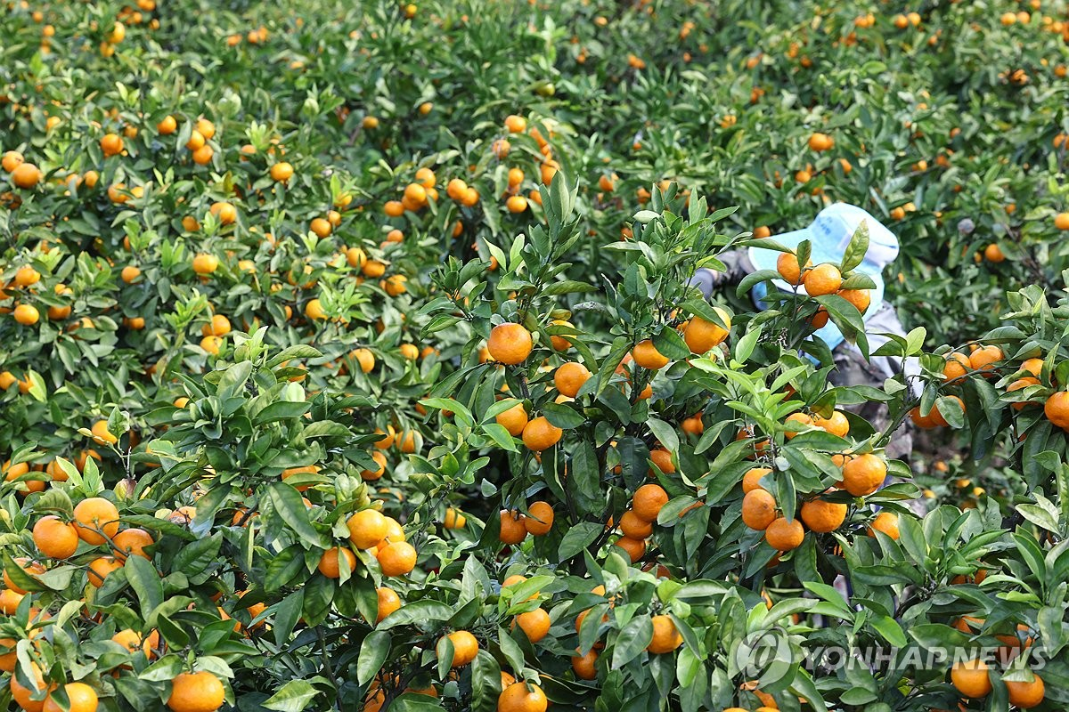 ‘무관세’ 美 만다린 내년 상륙…제주 감귤 농가 예의주시
