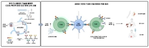 국민대 이석묵 교수 연구팀, 부작용 걱정 없는 면역조절 항체 개발