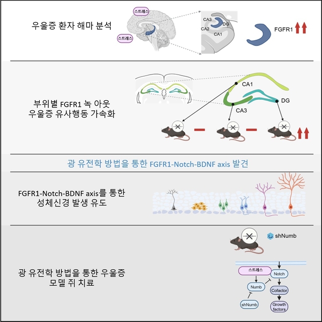우울증을 분자 수준에서 규명한 기전과 광유전학 기술을 활용한 항우울 효과 개선 개념도.
KAIST 제공