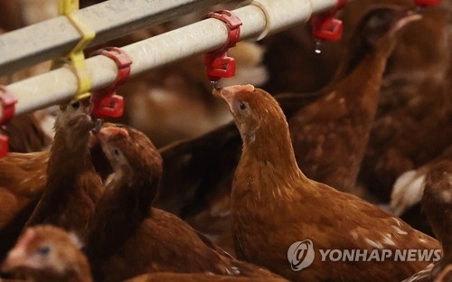 한 양계장에서 닭들이 물을 먹고 있다. [연합뉴스]