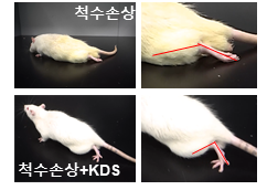 척수손상 동물모델에서 마오비 억제제인 ‘KDS2010’ 치료 효과.
IBS 제공