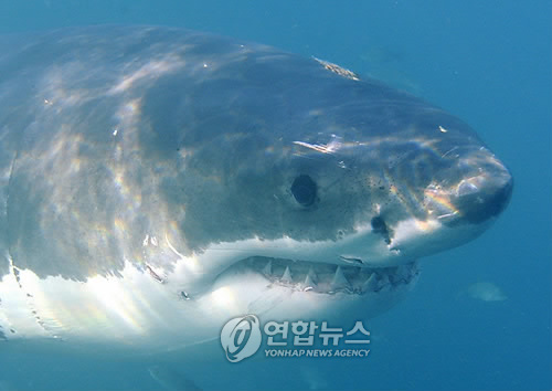 백상아리 [EPA=연합뉴스]