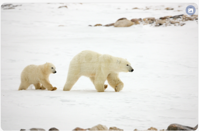 극지연구소의 극지 갤러리에 공개된 북극곰 모습.
극지연 제공.