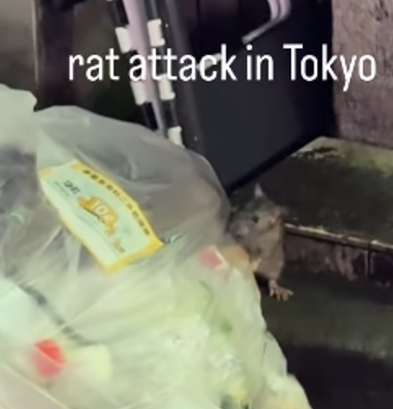 [출처=인스타그램 @yogitutty]