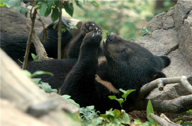 반달가슴곰. [국립공원공단 제공]