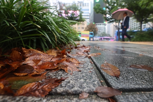 비가 내린 13일 서울 종로구 세종대로 일대에 떨어진 낙엽이 비에 젖어있다. [연합뉴스]