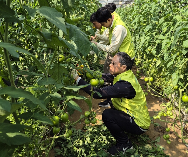 NH농협손해보험은 14일 코리안리재보험(대표이사 원종규) 임직원과 함께 인천 강화군 일대 농가들을 방문해 합동 농촌 일손돕기를 실시했다고 15일 밝혔다. 양사 임직원들이 토마토 순치기 작업을 하고 있다. [NH농협손해보험 제공]