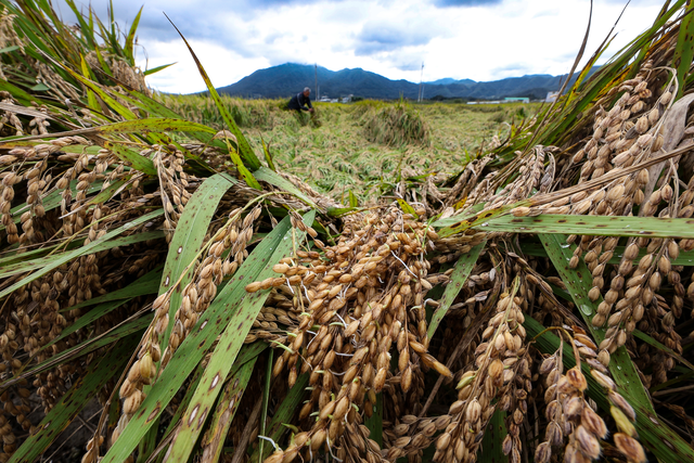 가을장마가 계속되고 있는 16일 경북 상주시 한 논의 벼가 비바람에 누운 가운데 벼 이삭에서 싹이 트는 수발아 현상이 나타나고 있다.  [상주=연합뉴스]