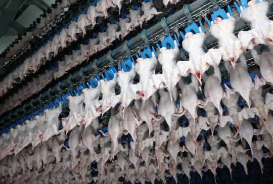 닭고기 에어칠링 과정. 내장을 제거한 닭을 상온 2도에서 유지시켜 부패를 막는 역할을 한다. [하림 제공]