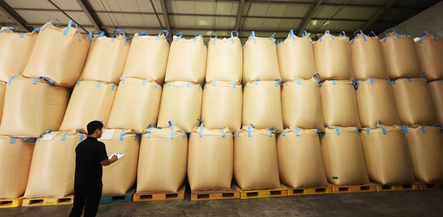 정부가 쌀 수급 안정을 위해 2025년산 예상 초과량 16만5000톤 중 10만톤을 시장 격리하기로 했다. 지난달 14일 경기도의 한 미곡종합처리장에서 관계자가 올해 수매한 쌀을 살펴보고 있다. [연합뉴스]