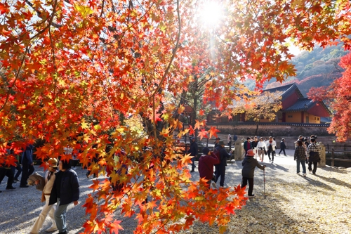 11일 전남 장성군 내장산국립공원 백양사를 찾은 나들이객들이 단풍나무 주위를 거닐며 가을을 만끽하고 있다. [장성=연합뉴스]