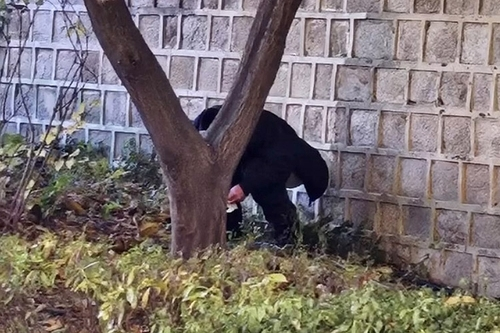 경복궁 돌담 밑 쭈그려 앉아 용변 본 중국인 추정 남성…근처엔 여성도