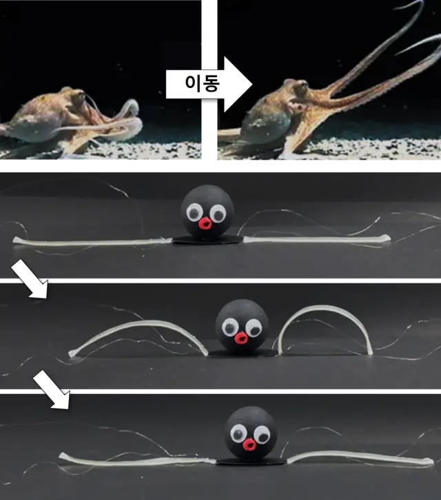 문어의 이동 모습을 모사해 개발한 소프트로봇. KIST 제공.

