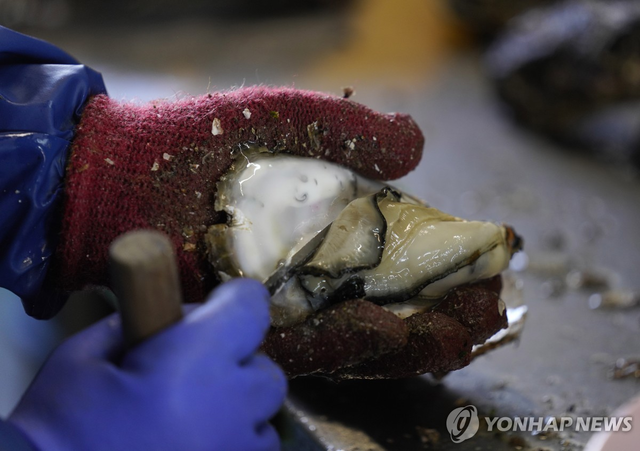 일본 굴. EPA 연합뉴스