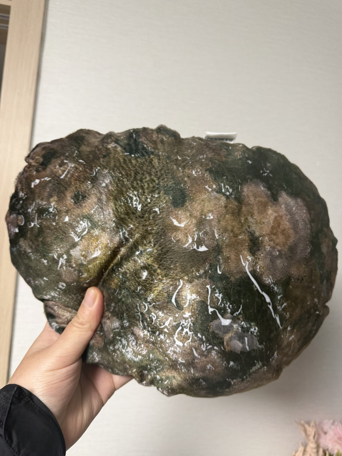 “미끌미끌하고 비린내 날 듯”…실물이랑 똑같은 ‘전복쿠션’ 어디서 받나