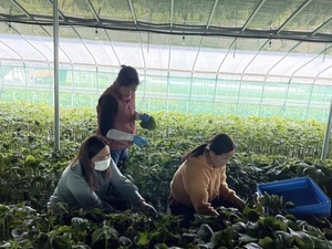 공공형 계절근로 대폭 확대…농가 일손부족 해결