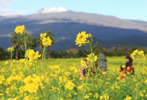 16일 오전 제주 서귀포시 남원읍 휴애리 자연생활공원을 찾은 입장객이 유채꽃밭에서 겨울 제주의 정취를 즐기고 있다.[서귀포=연합뉴스]