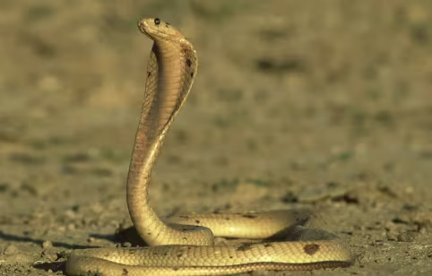 아버지 잠들자 독사 풀었다...두 아들 보험금 노려 '엽기 살해' - 뉴스 썸네일 이미지