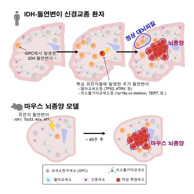 정상 대뇌 피질 교세포전구세포에서 시작되는 IDH 유전자 돌연변이 및 추가 유전자 변이에 따른 악성 뇌종양 발생 과정 규명. KAIST 제공.