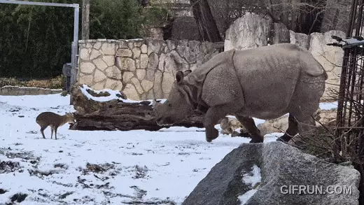 코뿔소가 사슴에 경고성 몸짓을 보이는 모습. ZOO Wrocław 페이스북