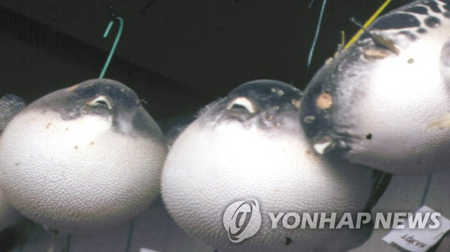 복어. 연합뉴스 자료사진