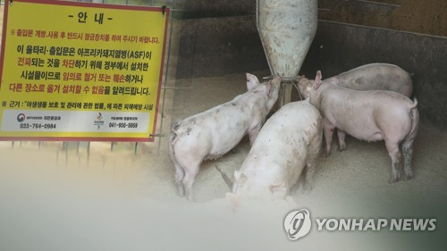 아프리카돼지열병 농가 발생(CG). [연합뉴스]