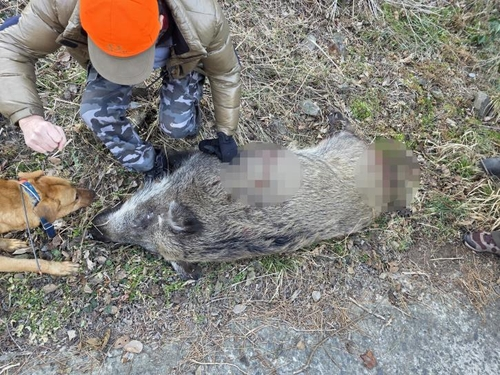 북한서 바다 건너온 멧돼지?…소청도 출몰 두달여 만에 사살