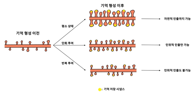 기억을 저장하는 ‘엔그램 세포’와 시냅스 간 연결 개념도. IBS 제공.
