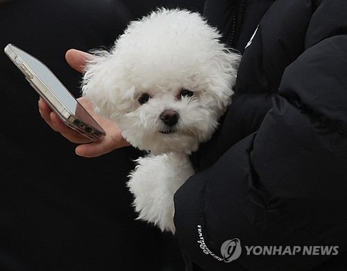 추운 날씨에 주인 품에 안긴 강아지. [연합뉴스]