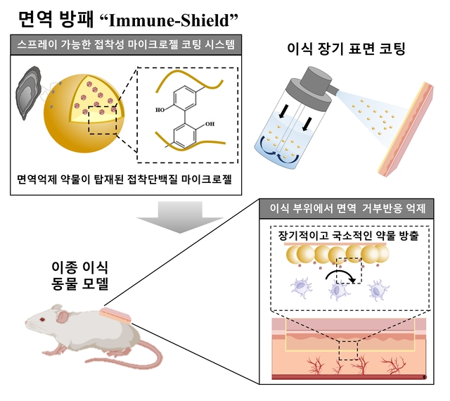 홍합 유래 접착 소재를 활용해 개발된 스프레이 방식의 면역방패 기술 개념도. 포스텍 제공.