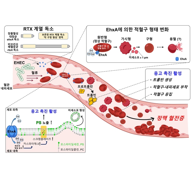 RTX 독소가 절혈구를 혈전 촉진 상태로 전환해 장출혈성 대장균을 일으키는 새로운 기전 개념도. 연구재단 제공.