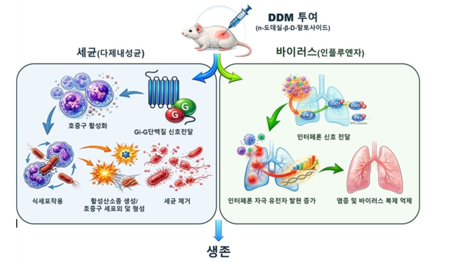 DDM에 의한 선천면역 활성화와 감염방어 기전 개념도. 생명연 제공.
