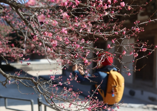 12일 오후 경남 양산시 통도사 사찰에 홍매화가 펴 시선을 끌고 있다. 이날 양산시 낮 기온은 12도였다. [양산=연합뉴스]