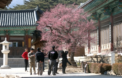 12일 오후 경남 양산시 통도사 사찰에 홍매화가 펴 시선을 끌고 있다. 이날 양산시 낮 기온은 12도였다. [양산=연합뉴스]