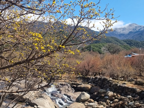 3일 오후 국내 최대 산수유 군락지인 전남 구례군 산동면 반곡마을 일대에 봄의 시작을 알리는 산수유꽃이 활짝 피어 있다. 반곡마을과 지리산온천 관광지 일대에서는 오는 14∼22일 제27회 구례산수유꽃축제가 열린다.  [구례군 제공]