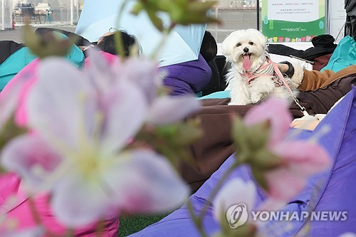 지난해 12월 19일 서울 서초구 반포한강공원에서 열린 2025 한강페스티벌 ‘봄ON한강’에서 시민들이 반려견과 함께 봄꽃 에어돔에서 휴식하고 있다. [연합뉴스]
