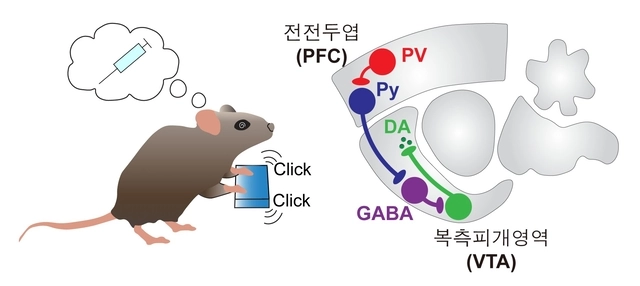 뇌 전전두엽과 보상회로 연결 기전 모식도. KAIST 제공.