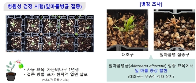 가문비나무 고사 원인균으로 밝혀진 ‘잎마름병균’ 병원성 검증 결과. 산림과학원 제공.