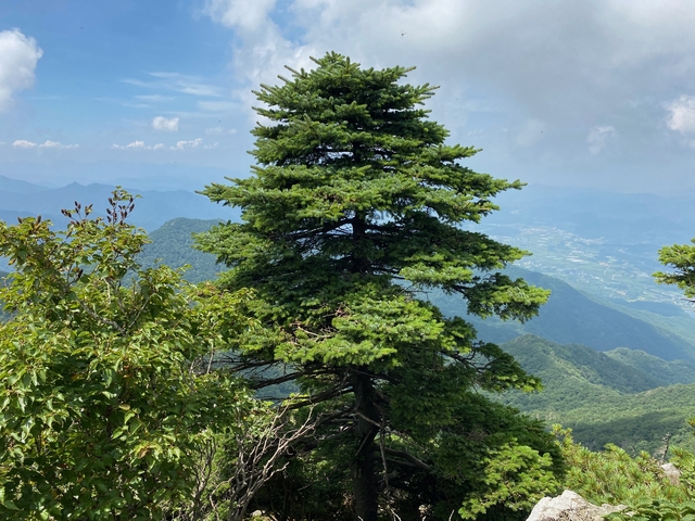 덕유산의 서식하는 멸종위기 ‘가문비나무’. 산림과학원 제공.
