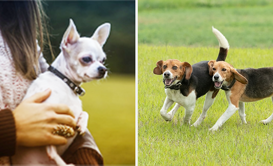 반려견.[국립축산과학원 홈페이지 사진 갈무리]