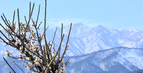 지난 8일 강원 속초 시내에 꽃망울을 터뜨린 매화 뒤로 눈 덮인 설악산이 보인다. [속초시 제공]
