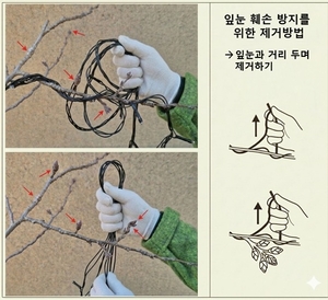 “가로수 장식전구, 빨리 제거해야”…개화 시기에 잎눈 생장 막아